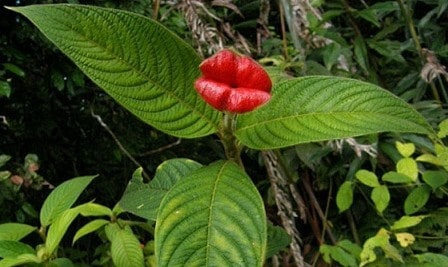 An Tử