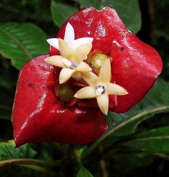 An Tử