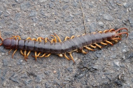 Rết khổng lồ nhan nhản ở Việt Nam