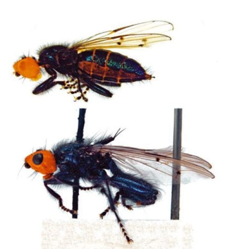 Loài ruồi huyền thoại Thyreophora cynophila đã trở lại sau hơn 160 năm biến mất. (Ảnh : Daniel Martin-Vega / Systematic Entomology)