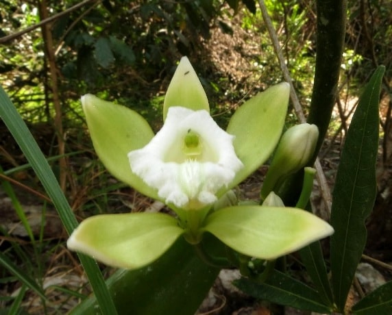 lanvani1
