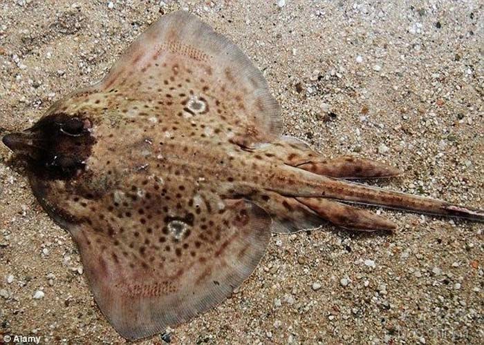 Cá đuối Thornback khi trưởng thành có thể dài tới 1,2m nhưng khi lớn lên thì những con cá đuối này sẽ không còn giữ được gương mặt giống người như trước nữa.