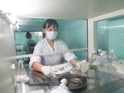 Cây sâm con phát triển tốt trong phòng thí nghiệm. Ảnh: B.L