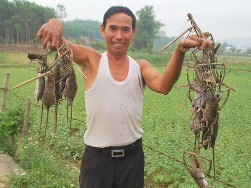 Ông Giàu với những chiếc bẫy chuột cải tiến