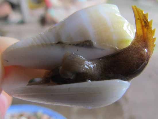 Ốc nhảy