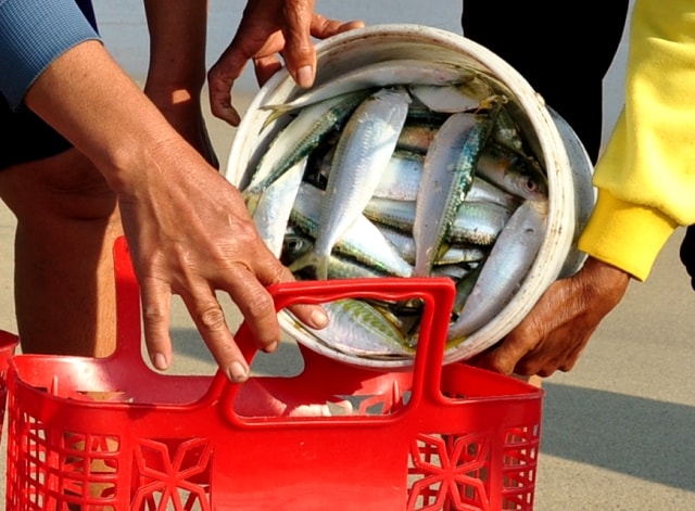 Nhiều loại cá trú ẩn quanh 