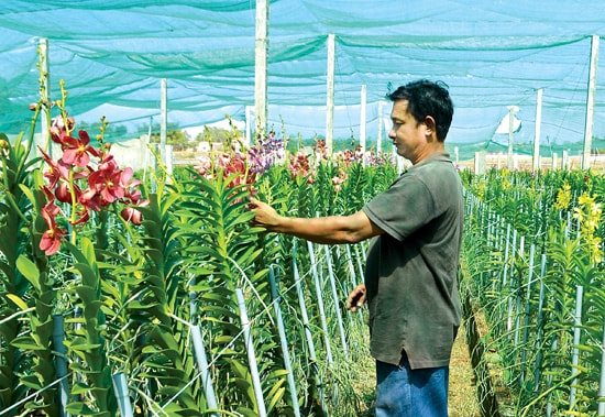 Bài, ảnh: HỒNG HOA  Mô hình trồng lan của anh Thanh đã “bén duyên” trên vùng đất Quảng Ngãi.
