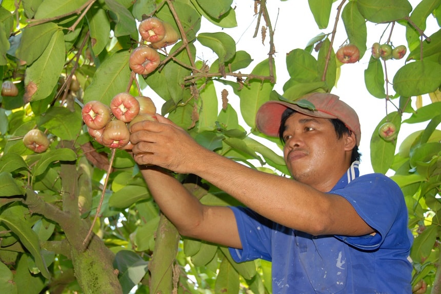 Anh_3_-_Man_trong_kieu_trum_mung_nang_suat_cao_giam_phan_thuoc