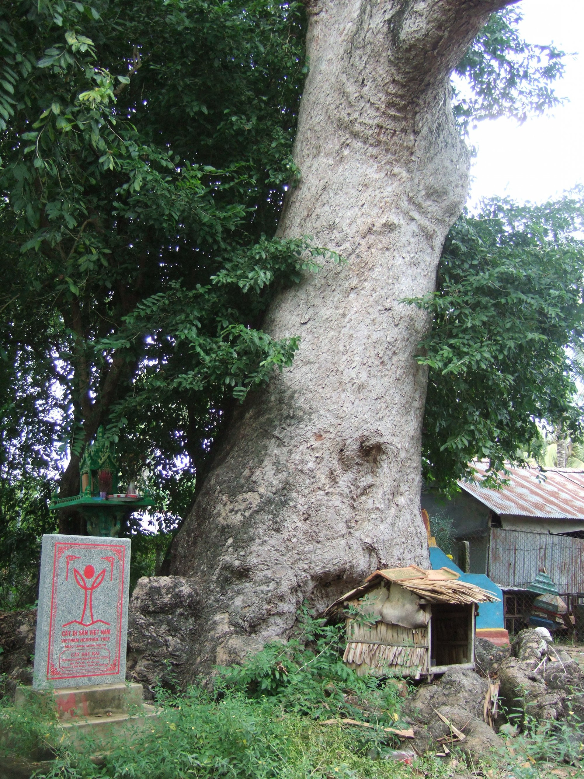 Cụ cây hơn 600 tuổi được công nhận là cây di sản - Ảnh: T.Tâm