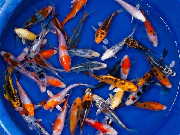 ca_KOI_giong
