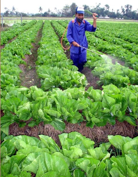 Lưu ý sâu bệnh thường gặp trên rau trong mùa mưa