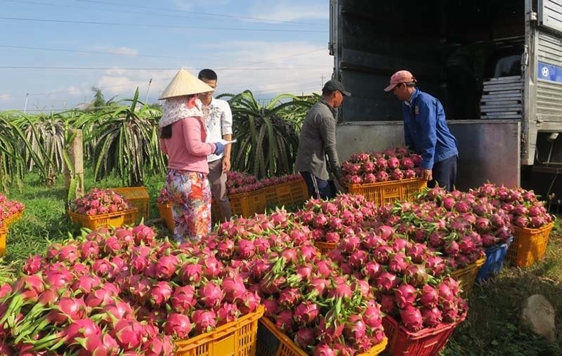 thanh-long.jpg