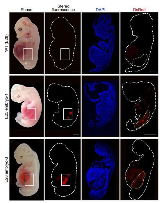 pig-embryo-with-human-kidneys-8171.jpg