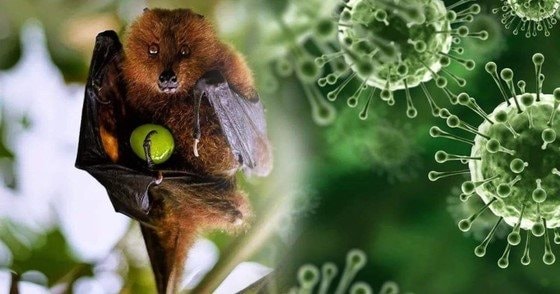 nipah-virus.jpg
