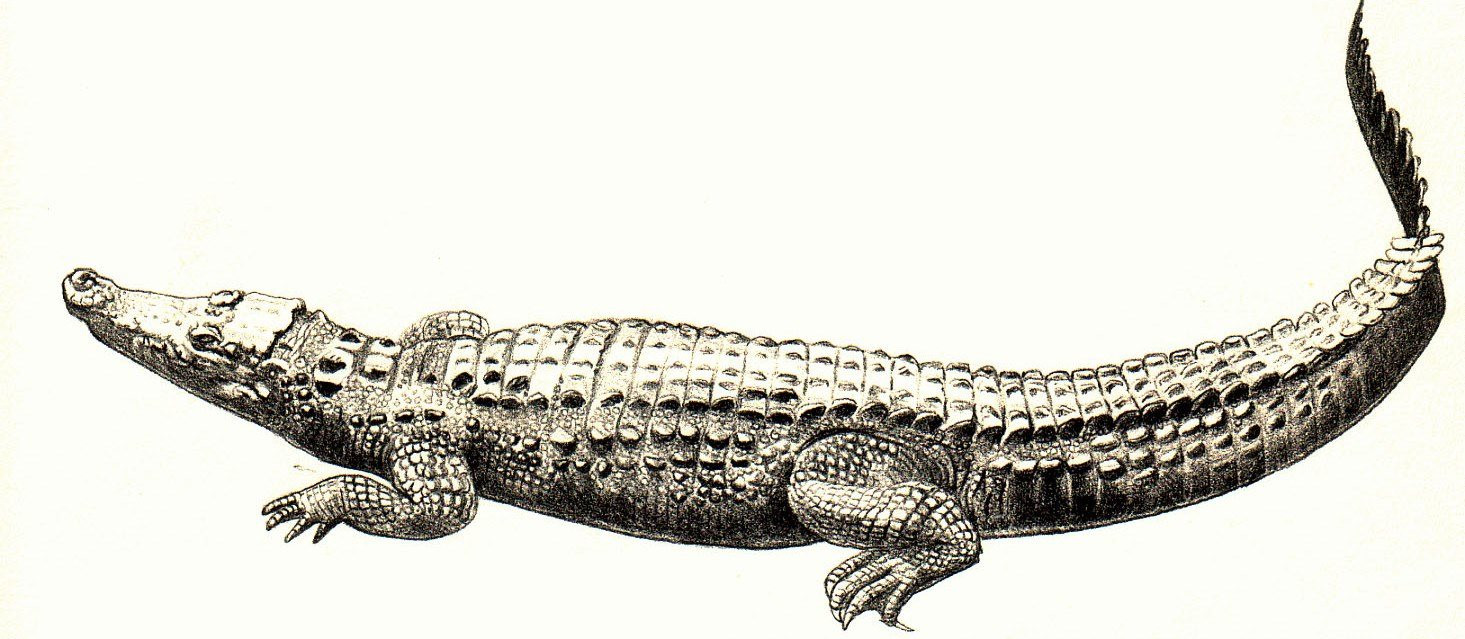 ca-sau-crocodylidae.jpg
