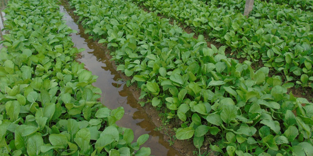 nong-nghiep-xanh-2.png