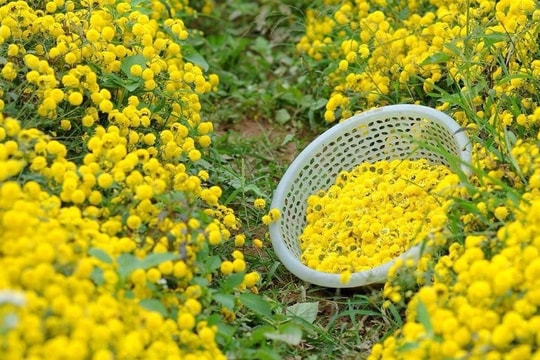 Ngồi xuống uống một ly trà