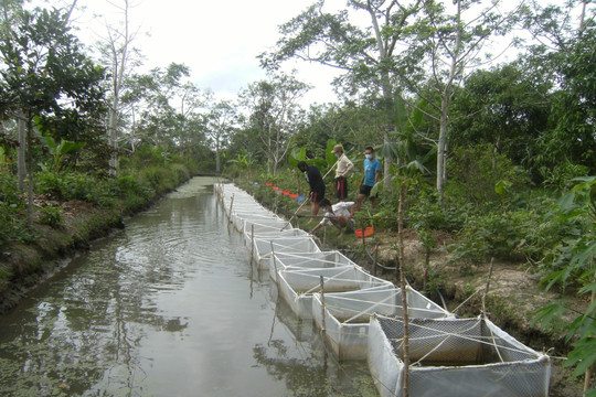 Sử dụng bèo tấm (Lemna Minor) trong phát triển bền vững mô hình vườn - ao - chuồng - biogas vùng Đồng bằng sông Cửu Long