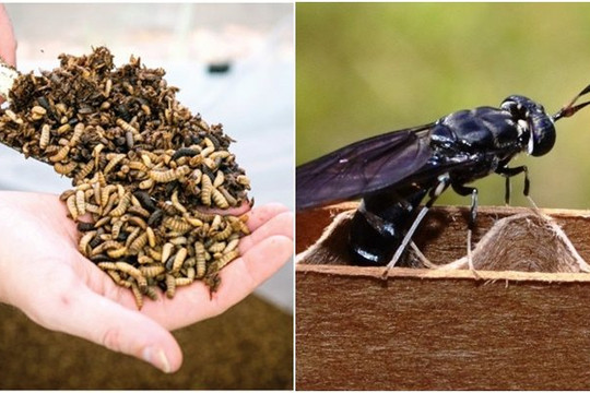 Trường ĐH Nông Lâm TPHCM chuyển giao nuôi ruồi lính đen cho người dân