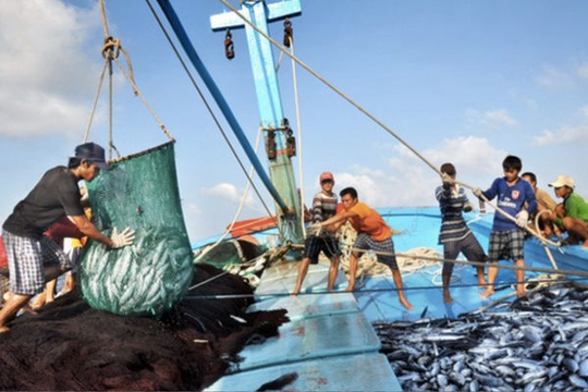 Nỗ lực gỡ thẻ vàng cho hải sản Việt, bảo đảm sinh kế cho ngư dân
