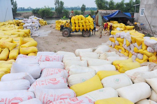 Ấn Độ chính thức cấm xuất khẩu gạo, giá gạo Việt Nam tiếp tục tăng giá