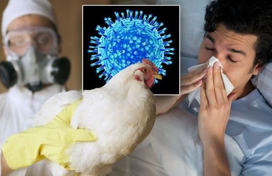 Cục Y tế Dự phòng - Bộ Y tế: Cúm A/H5N1 đang quay trở lại