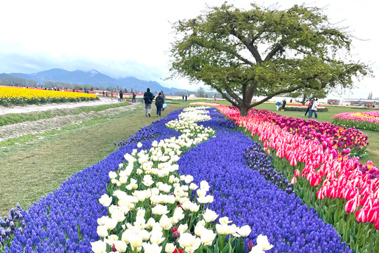 Mùa hoa tulip - Mùa mới khi tháng 4 về
