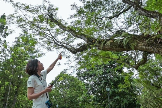 Kinh nghiệm quản lý cây xanh đô thị ở Singapore