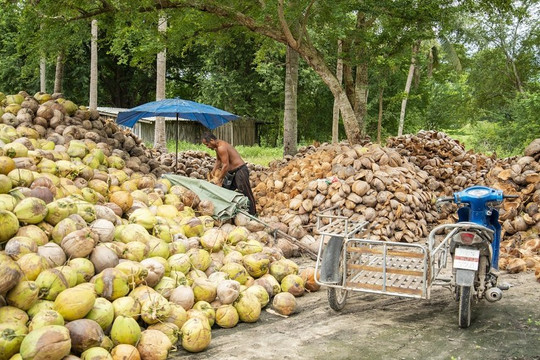 Kinh nghiệm bảo vệ vườn dừa trước sự tàn phá của sâu đầu đen