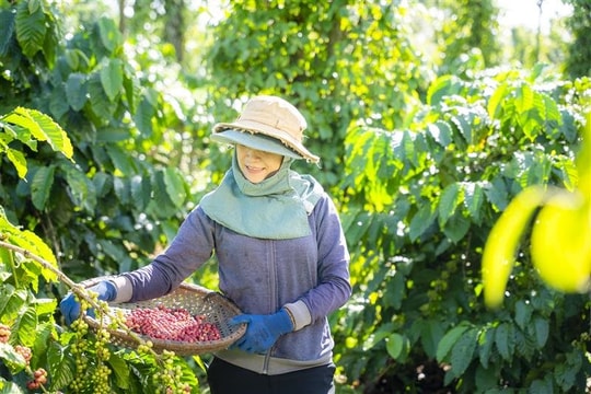 Nestlé tiên phong lan tỏa thói quen tiêu dùng xanh, hướng tới tương lai phát triển bền vững