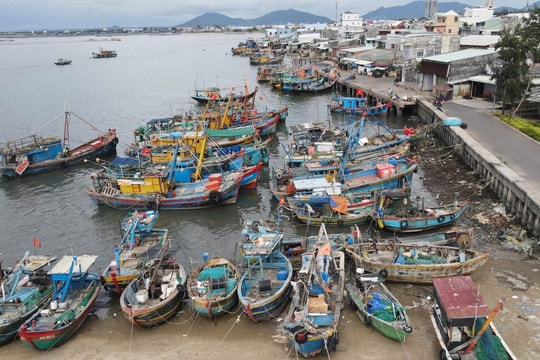 TP.HCM quyết tâm gỡ "thẻ vàng" IUU