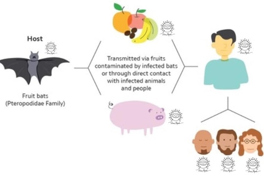 Sở Y tế TP.HCM: Tăng cường giám sát, chủ động phòng chống bệnh do virus Nipah