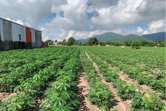 Dự án “Khoai mì bền vững” nhận trợ cấp từ Chính phủ Nhật Bản