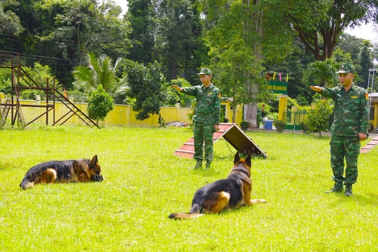 Những chú khuyển là khắc tinh của tội phạm vùng biên