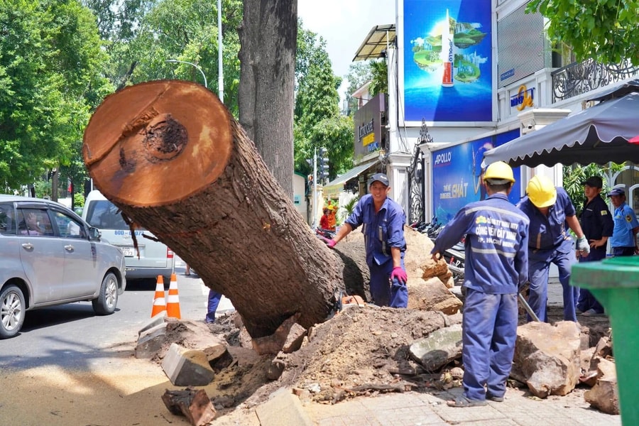 Cắt tỉa, đốn hạ cây xanh vào cuối tuần để giảm thiểu ùn ứ giao thông