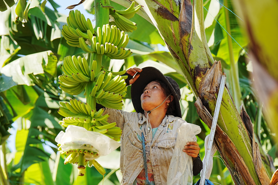 Chỉnh sửa gen mở hướng mới phòng trừ bệnh vàng lá trên cây chuối