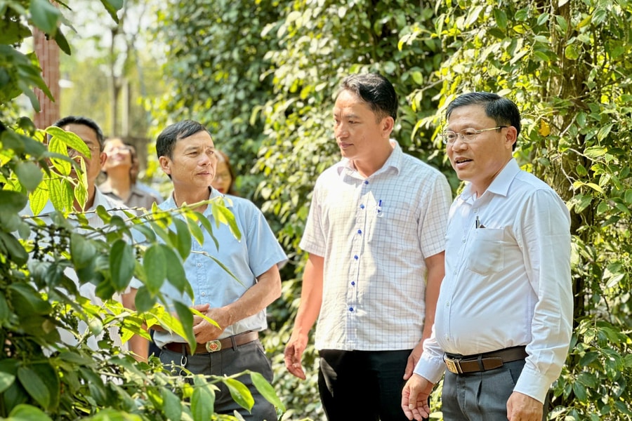 Khảo sát thực tế mô hình trồng cây hồ tiêu trên địa bàn xã Phú Giáo