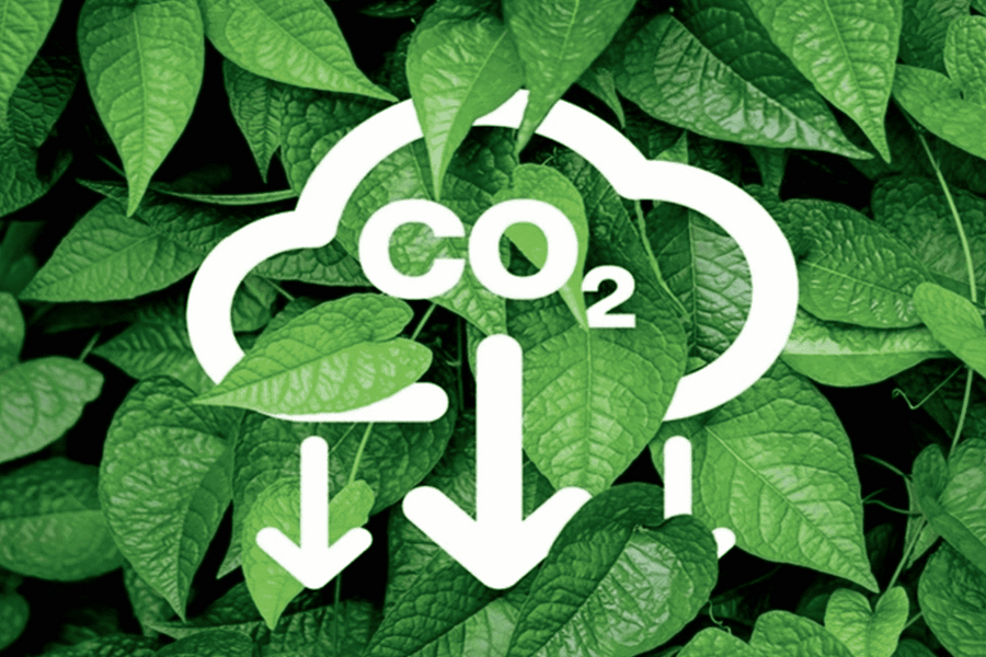 Tín chỉ carbon rừng chỉ được giao dịch qua sàn và hợp đồng, xuất khẩu tối đa 50%