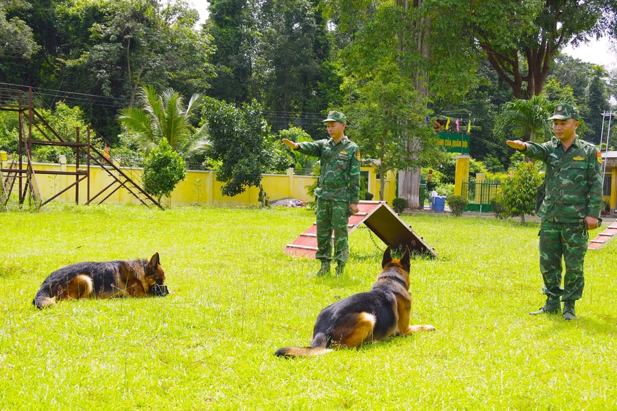 Những chú khuyển là khắc tinh của tội phạm vùng biên